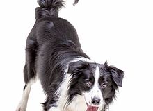 Medium Dog Daycare Center