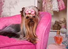 Small Dog Daycare Center