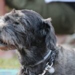 How to Care for Your Elderly Pup