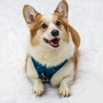 Protecting Your Pooch from the Cold Weather