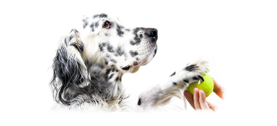 Play-All-Day Daycare